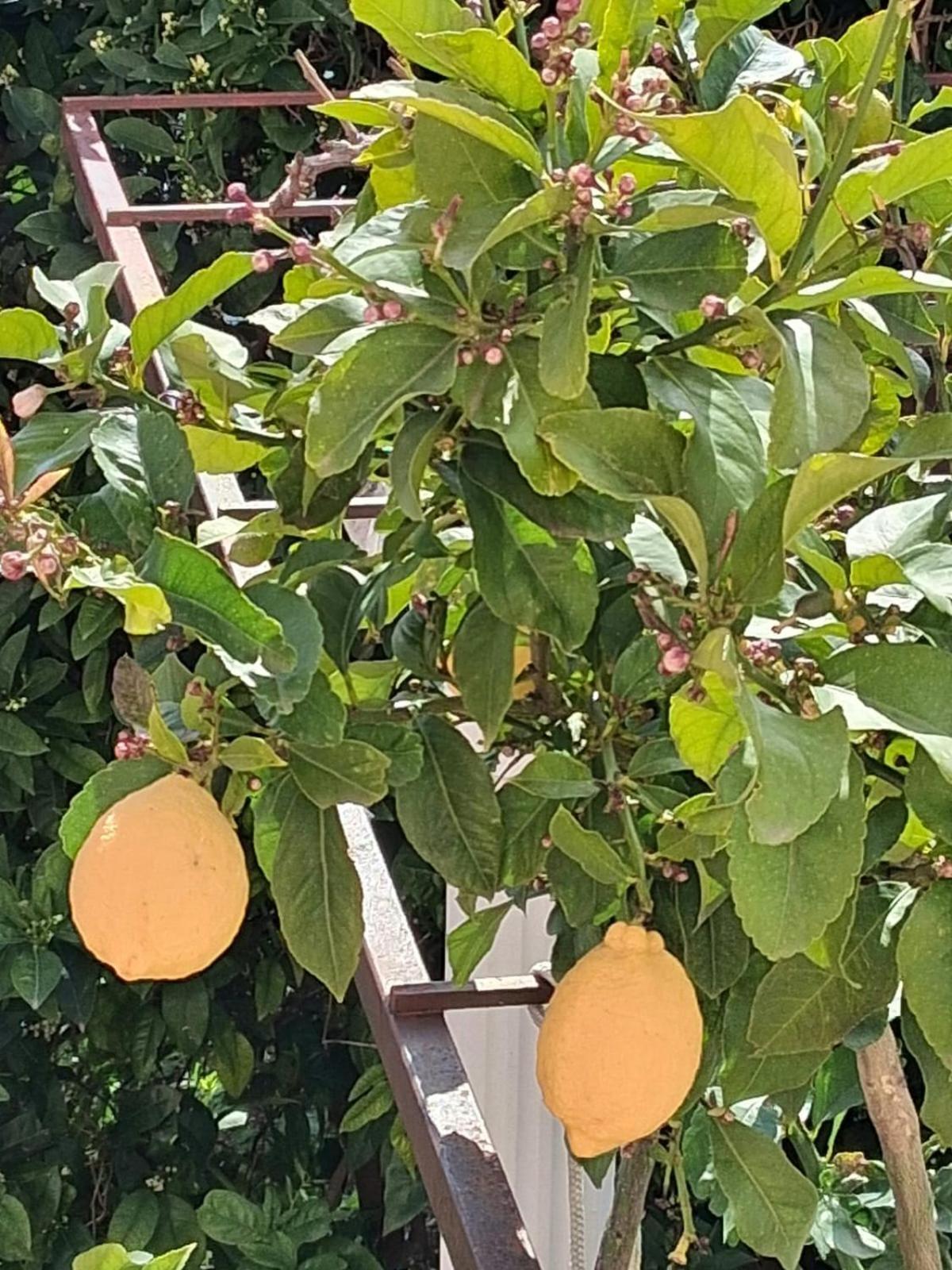 מליני Apartment Marijana מראה חיצוני תמונה